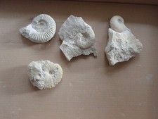 Konvolut fossilien ammonit gebraucht kaufen  Stuttgart