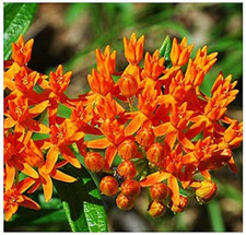 Butterfly tuberosa milkweed for sale  Denver