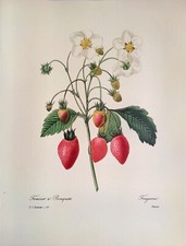 Redoute flowers fruits for sale  Sahuarita