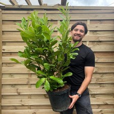 4ft potted cherry for sale  OLDHAM