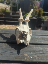Roe deer buck for sale  BLYTH