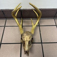 Whitetail deer skull for sale  Jacksonville