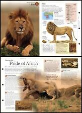 Lion mammals discovering for sale  SLEAFORD