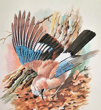Jay woodland. print for sale  NELSON