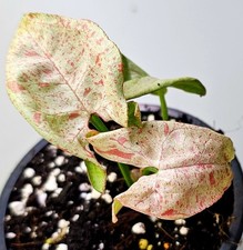 Syngonium milk confetti gebraucht kaufen  Obertshausen