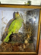 Antique taxidermy parrot for sale Antique taxidermy parrot for sale  FRODSHAM