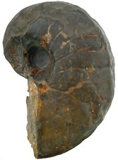 Trias germanonautilus dolomiti gebraucht kaufen  Erlangen