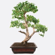 Prebonsai chinesischer liguste gebraucht kaufen  Mölln