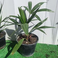 Palmier chanvre trachycarpus d'occasion  Aire-sur-l'Adour