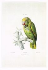 Parrot yellow cheeked for sale  DEREHAM