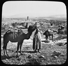 Camel caravan near for sale  HAYLE