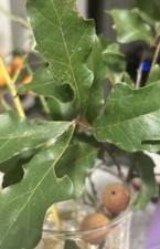 Overcup oak tree for sale  Fort Worth