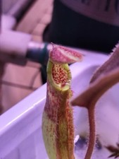 Nepenthes maxima wavy usato  Milano