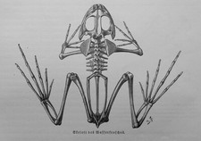 Skelett wasserfrosch ranidae gebraucht kaufen Skelett wasserfrosch ranidae gebraucht kaufen  Lauenburg/ Elbe