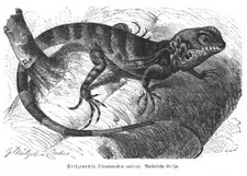 Stelzenechse hypsibatus pictus gebraucht kaufen  Lauenburg/ Elbe