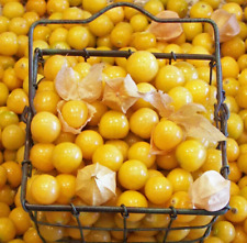 Gooseberry seeds 200 for sale  Berwyn