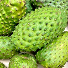 Fresh soursop fruit for sale  HARROW
