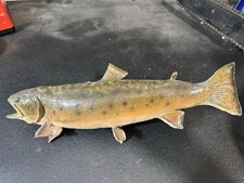 brown mounted trout for sale brown mounted trout for sale Moville