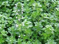 Thyme english thyme for sale  Modesto