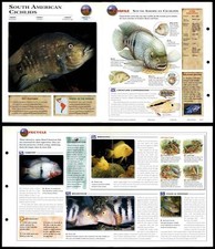 South american cichlids for sale  SLEAFORD