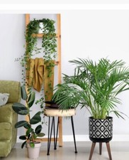 succulents plant stands for sale succulents plant stands for sale Jordan