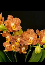 Phalaenopsis indian summer. for sale  NOTTINGHAM