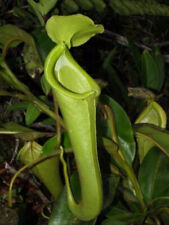 Nepenthes chaniana pianta usato  Italia