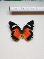 Cethosia hypsina männchen gebraucht kaufen  Halle