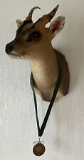 Muntjac shoulder mount for sale  TONBRIDGE