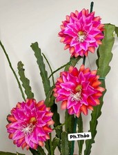 Epiphyllum kiwi treasure d'occasion  Châtenay-Malabry