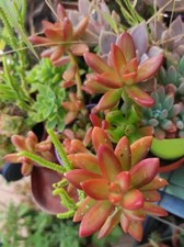 Vaso pianta sedum usato  Barcellona Pozzo di Gotto