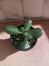 Jade plant pot for sale  Mcclusky