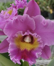 Rlc. sayoko volcano for sale  Bogalusa