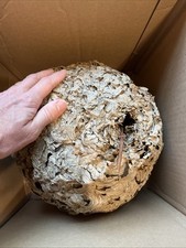 Bald faced hornet for sale  Penns Grove