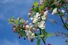 6ft pink lady for sale  Mcminnville
