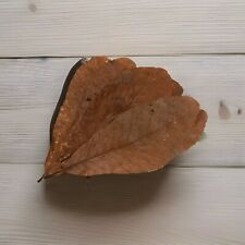X20 large guava for sale  SHEFFIELD