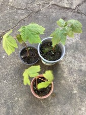 Sycamore maple acer for sale  CLITHEROE
