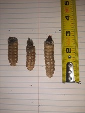 Large rattlesnake rattles for sale  Marysville