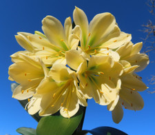 Clivia citrina gelb gebraucht kaufen  Rudolstadt