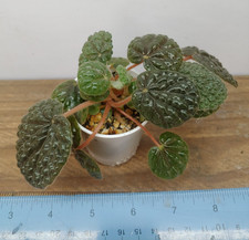 Begonia bullatifolia plant for sale  Lexington