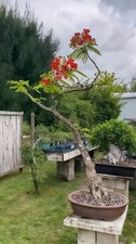 Bonsai royal poinciana for sale  Bridgewater
