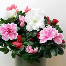 Azalea carnaval quattro for sale  GLASGOW