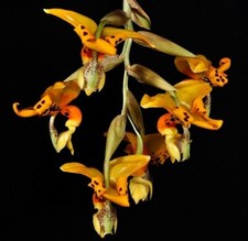 Orchidée espèce stanhopea d'occasion  Paris XV