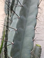 Blue form cereus for sale  Jurupa Valley