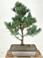 Japanese white pine for sale  Patchogue