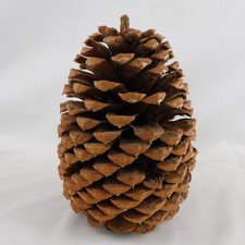 Giant coulter pinecone for sale  Island Lake