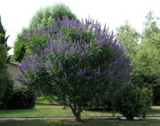 Vitex agnus castus for sale  San Francisco
