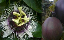 Passiflora edulis possum for sale  San Diego