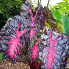 Redeeming colocasia esculenta for sale  Mobile
