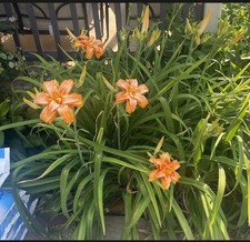 Kwanso dayliiy live for sale  Greenwood